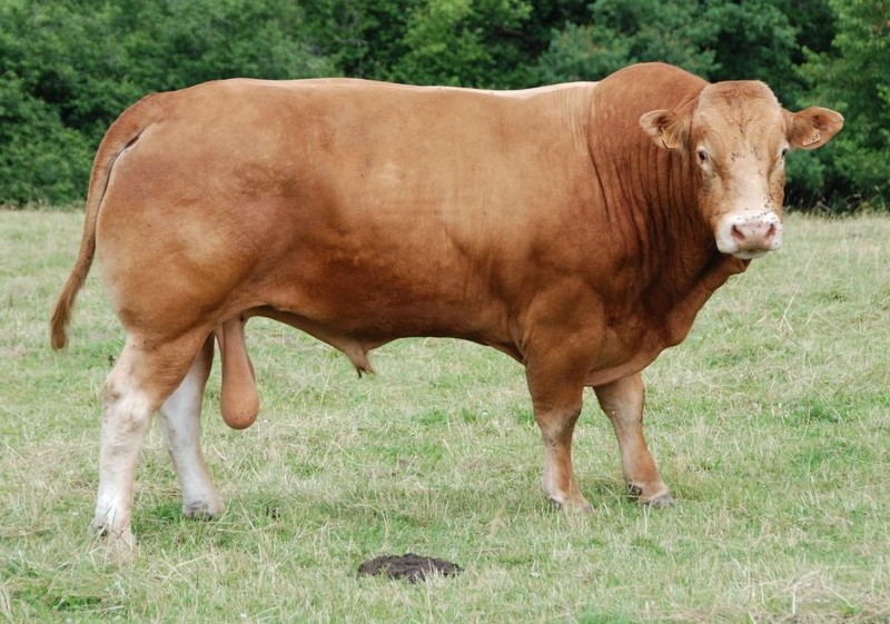 The Limousin Cattle Breed