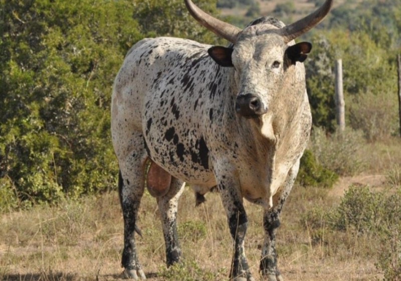 Nguni-cattle-breed