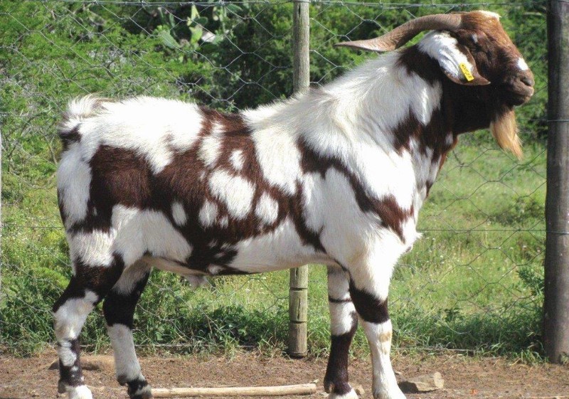 Indigenous Veld Goat