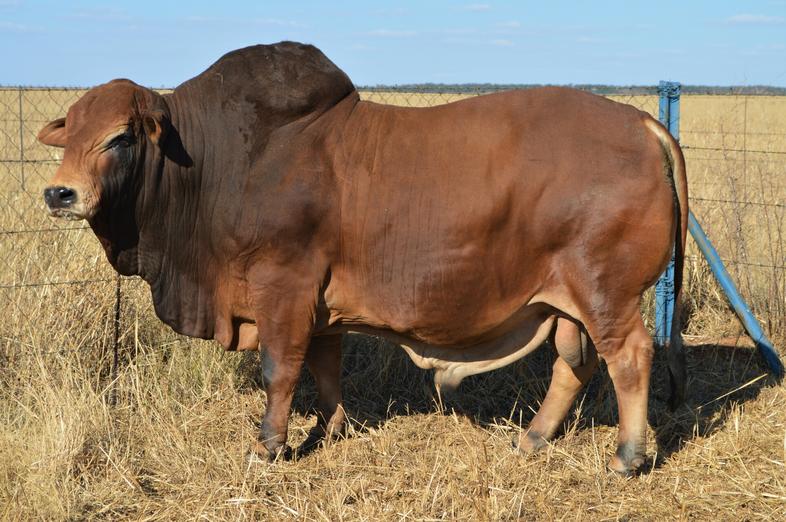 Boran Cattle